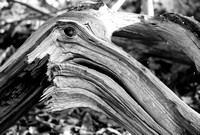 Wooden Beak